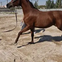 اسب عرب دوسر واردات