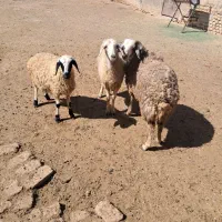 بره فروشی|حیوانات مزرعه|ساروق, |دیوار