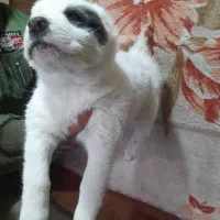 الابای نر و ماده