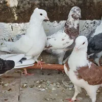 کبوتر غریب گیری|پرنده|قرچک, میرزائی شمالی|دیوار