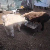 بره فروشی چبش فروشی