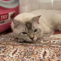 واگذاری گربه