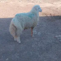 بره قوچ|حیوانات مزرعه|هندمینی, |دیوار