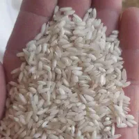 برنج قلوه هاشمی ۱۱۰۰ کیلو|خوردنی و آشامیدنی|پرهسر, |دیوار