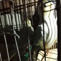 فروش عروس هلندی و مرغ عشق|پرنده|سرخنکلاته, |دیوار