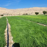 نشاء پیاز ۲۵۰۰۰تومان