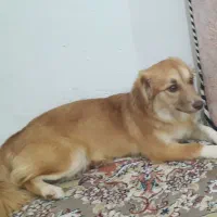 سگ خونگی پامر روباهی