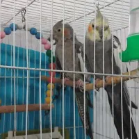 عروس قشنگه|پرنده|تربت جام, میان جام|دیوار