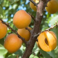 فروش بهترین نهال زردالو با ضمانت کتبی ده ساله|خدمات باغبانی و درختکاری|سلماس, |دیوار