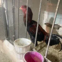 خروس لاری|حیوانات مزرعه|اشنویه, |دیوار