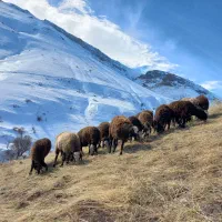 دو راس بره ماده گیج فروشی