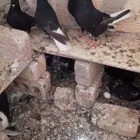 کبوتر|پرنده|زابل, |دیوار