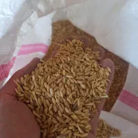 گندم اسینم (نقدی)