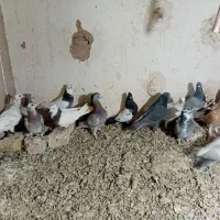 کفتر پرشی|پرنده|اسفرورین, |دیوار