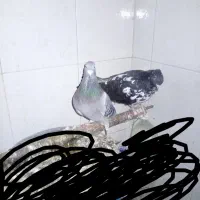 کبوتر|پرنده|مسجد سلیمان, |دیوار