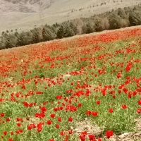خط ۰۹۱۸۸۴۴۴۰۲۷