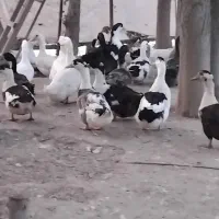 هزار عدد اردک مادر  ( تخمگذار )|حیوانات مزرعه|رشت, فلسطین|دیوار