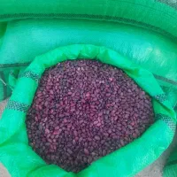 لوبیا درجه یک|عمده‌فروشی|قیدار, |دیوار