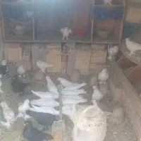 یک‌لانه‌کفتر‌حدود‌۲۲‌عدد‌