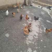 فروش ۱۰عددمرغ کردی.ویک عددخروس