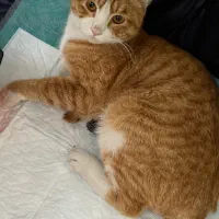 واگذاری گربه رایگان