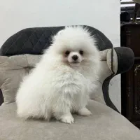 سگ پامر خرسی بوفیس|سگ|اصفهان, پوریای ولی|دیوار