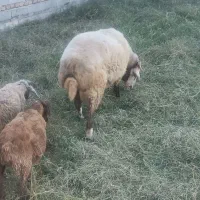 قوچ|حیوانات مزرعه|گمیشان, |دیوار