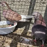 کفتر تعداد ۵۰تا