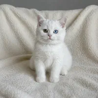 بریتیش سفید