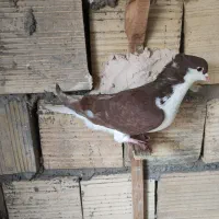 چپ سرخ کاکلی زلفا درست