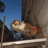 مرغ و خروس محلی