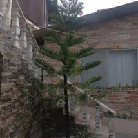 کاج مطبق|گل و گیاه طبیعی|سلمان‌شهر, |دیوار