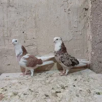 کبوتر کفتر شازده هما ، شازده سیاه ،کله ماستی،قاره|پرنده|نسیم‌شهر, |دیوار