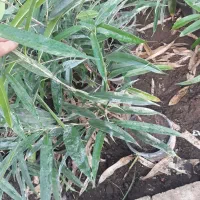 بنجامین آمستل|گل و گیاه طبیعی|کوچصفهان, |دیوار