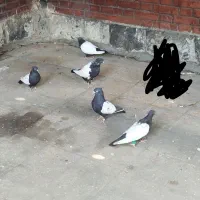 کبوتر کفتر سینه ای|پرنده|اهواز, امانیه|دیوار