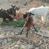 بز دو رگ  جم|حیوانات مزرعه|جم, |دیوار