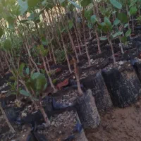 نهال پسته یک ساله