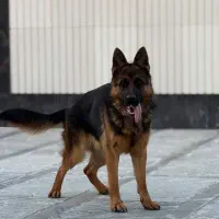 ژرمن ماده شیب دار