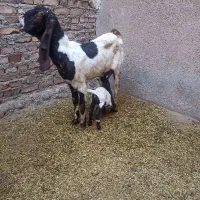 بزیکساله زاییده اصل پاکستانی و یک بزغاله شیری