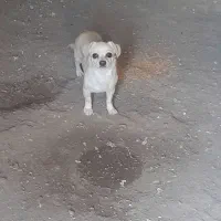 سگ مینیاتوری