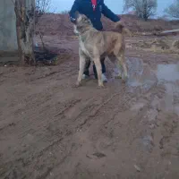 سگ سرابی|سگ|ماهنشان, |دیوار