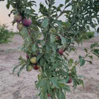 باغچه-500-متری-با-سند-تک-برگ