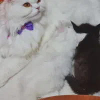 واگذاری پرشین ماده|گربه|ملارد, |دیوار