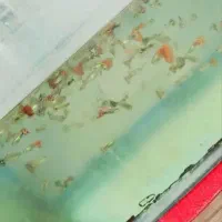 ماهی گوپی|ماهی|اردکان, |دیوار