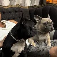 دو عدد فرنچ بولداگ