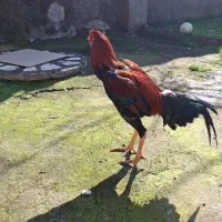 خروس لاری|حیوانات مزرعه|رشت, فلسطین|دیوار