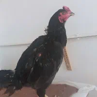 خروس لاری