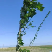 فروش فوری زمین|فروش زمین و ملک کلنگی|نمین, |دیوار