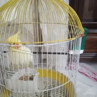 دو عدد عروس هلندی|پرنده|فردیس, شهرک ناز|دیوار