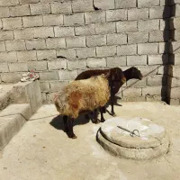 میش گوسفند